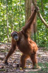 Mother orangutan and her baby on her back are on the green jungle (Bohorok, Indonesia) © alekseev