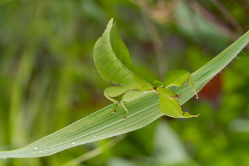 Leaf insect in Southeast Asia.