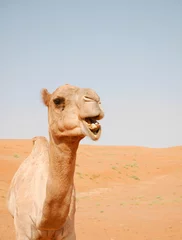 Papier Peint photo Lavable Chameau Chameau souriant dans le désert de Wahiba, Oman