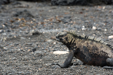 ティントレーラスの海イグアナ