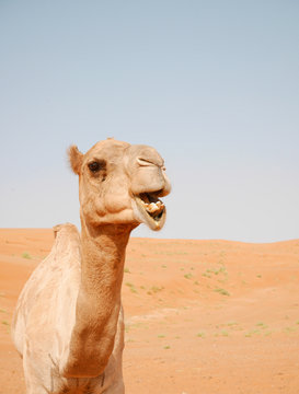 Smiling camel in Wahiba desert, Oman