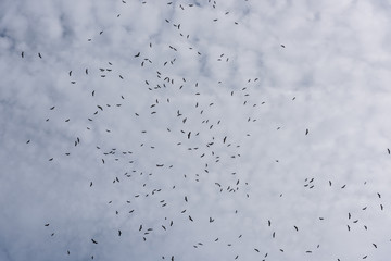 Many birds flying
