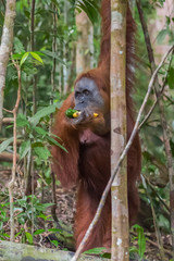 Shaggy orangutan chews bananas (Bohorok, Indonesia)