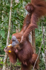 Orangutan standing near tree and tries banana (Bohorok, Indonesia)