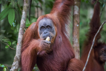 Close-up of an adult orangutan eats a banana (Bohorok, Indonesia)