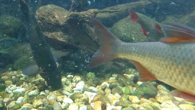 Fish tench, common roach and common rudd feeding. Underwater shot in lake. Diving in fresh water.