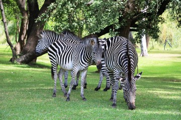 Fototapeta na wymiar Herd of Hartmann's mountain zebra 