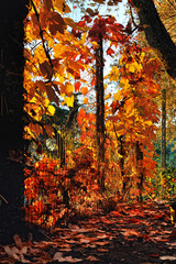 Fototapety na wymiar - Fototapeta24.pl