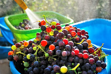 Close up view of fresh Adolescent Grapes wash in bowl