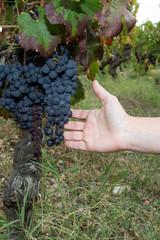 Naklejka na ściany i meble Farmers hands with freshly black grapes in vineyard