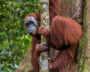 Wise thoughtful orangutan peeks out from behind a thin tree (Bohorok, Indonesia)