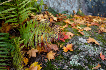 Ferns in autumn in forest