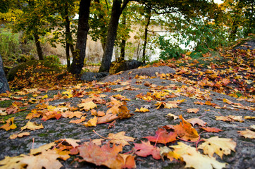 Autumn in the Park. Red leaves on a background of stone.