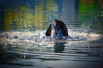 Green and brown Male Indian Runner Duck on the river