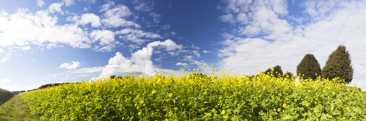 Obraz premium yellow canola or mustard on a field