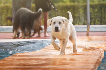 Junger Labrador Hund welpe im Schwimmbad über das Wasser laufend © manushot
