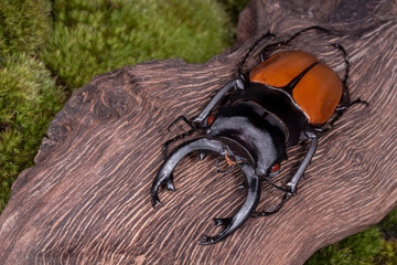 Stag Beetle (Odontolabis mouhoti ) Male