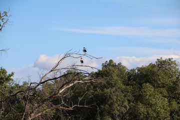 Holy Ibis in the tree, Africa