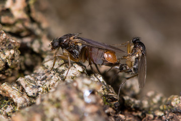 Mating flies showing detail of exposed genitalia. Insects in order Diptera in cop, showing size difference of male and female and mite near genitalia