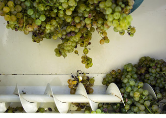 Grape harvest, the farmer put the raisins in the modern machine for squeeze the grapes. Chianti...