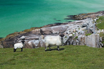 Blackfaced sheep on Isle of Lewis