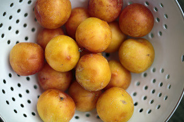 Yellow Plums Still Life