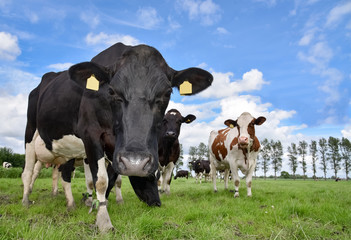 Neugierige Kühe auf der Weide