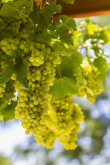 Closeup of greek green grapes