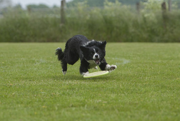 Border collie achter frisbee aan