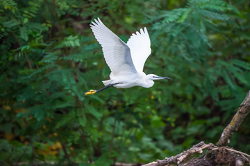 Silberreiher im Donaudelta