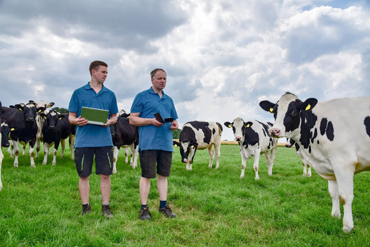 Milchmarkt - Landwirt mit Sohn mit Rindviehherde auf der Weide