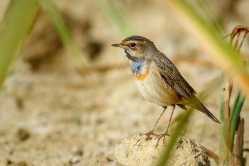 Fototapeta premium Ruiseñor pechiazul