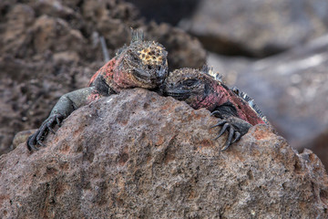 Iguanas snuggling on a rock in the Galapagos