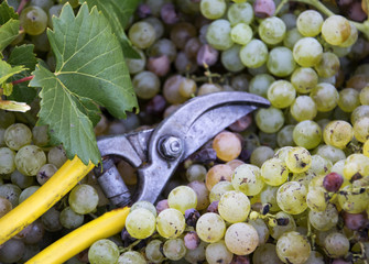 Fresh harvest of grapes. Vineyard theme with white grapes and scissors. Chianti Region, Tuscany, Italy.