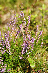 heather
