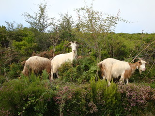 Obraz premium chèvres