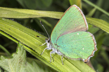 Green butterfly