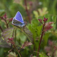 Blue butterfly on red leaves