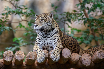 Tiger on the timber.