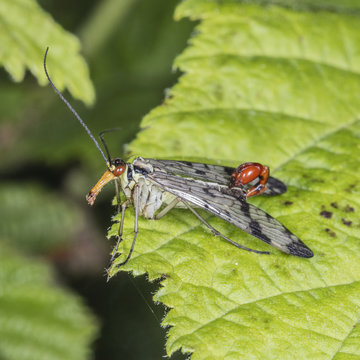 Scorpion Fly