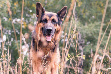 German shepherd dog in a autumn day