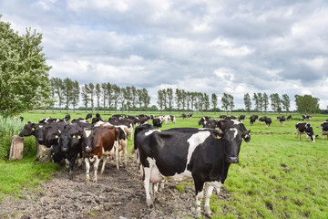 Friesland - Milchkühe auf dem Weg in den Stall zum Melken