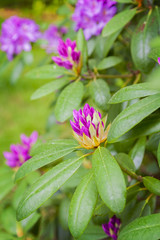 Purple garden Rhododendron