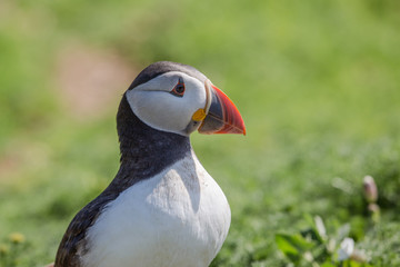 Skomer Puffin