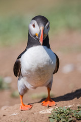 Skomer Puffin