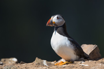 Skomer Puffin