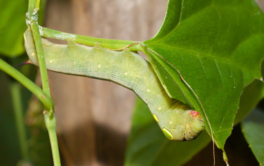 Caterpillar or Big green worm on the green leaf