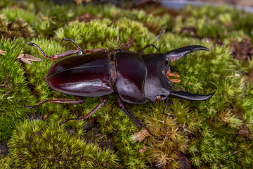 Stag Beetle