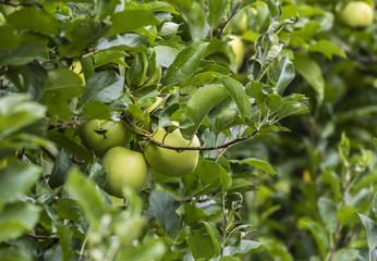 apple in plantation