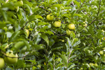 apple in plantation